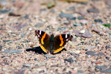butterfly on the ground
