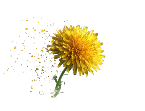 Yellow dandelion flower dissolving
