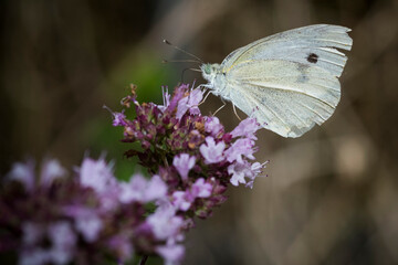 Brimstone butterfly on purple flower