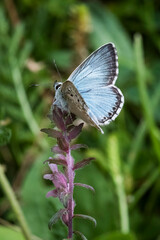 Chalkhill Blue butterfly perched at top of purple flower
