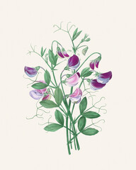 Botanical flower illustration. Watercolor artwork on a soft textured beige paper background.
