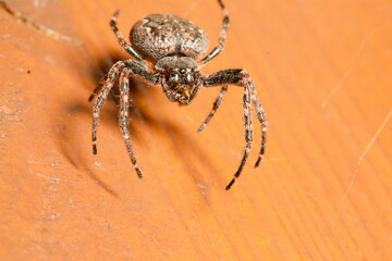European Garden Spider, Spaltenkreuzspinne, Araneus Diadematus