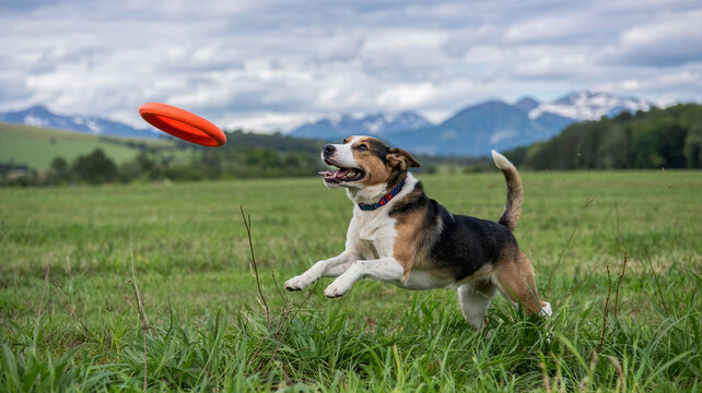 dog races to intercept it