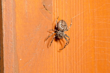 European Garden Spider, Spaltenkreuzspinne, Araneus Diadematus