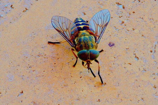 Close-up of a dark giant horsefly (Tabanus sudeticus, Pferdebremse) showing detailed features.