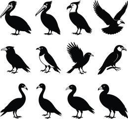 Bird Silhouettes Collection on White Background illustration