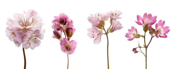 Close-up of four delicate pink blossoms