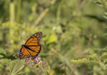 Monarch Butterfly Feeding Side View on Milkweed