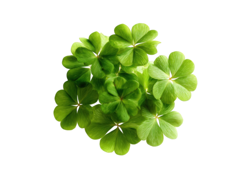 Close-up of vibrant green clovers