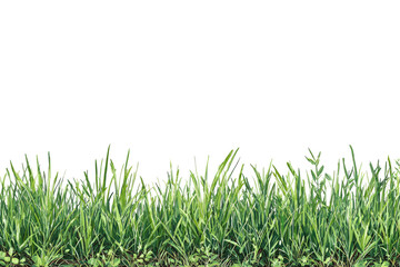 Lush green grass field edge