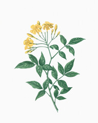 Botanical flower illustration. Detailed watercolor on a soft textured white paper background.