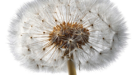 Close-up of a dandelion seed head (41)