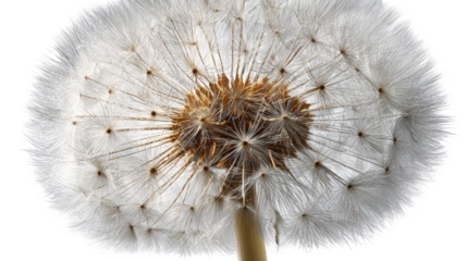 Close-up of a dandelion seed head (41)
