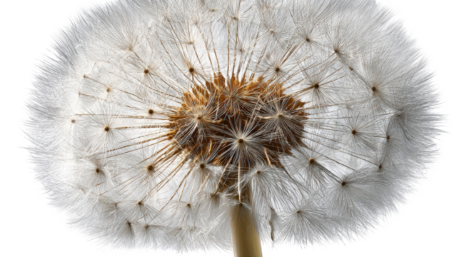 Close-up of a dandelion seed head (41)