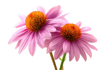 Close-up of two pink coneflowers.  Soft, delicate petals surround deep orange centers.  Isolated against black