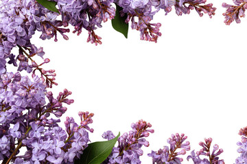Lilac blossoms form a frame around a dark center.  Fresh, vibrant purple and pink flowers, leaves, and stems create a border on a black background