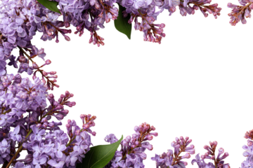 Lilac blossoms form a frame around a dark center. Fresh, vibrant purple and pink flowers, leaves, and stems create a border on a black background