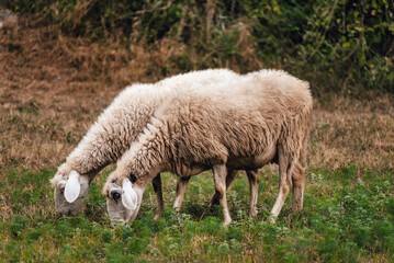Two Sheep Gazing in Green Summer Field