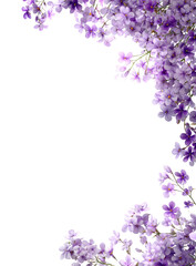 Purple blossoms frame a black background.  A vibrant cluster of delicate purple flowers forms a border around a central black area