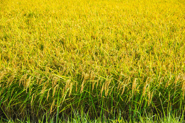 収穫前の稲　松本市