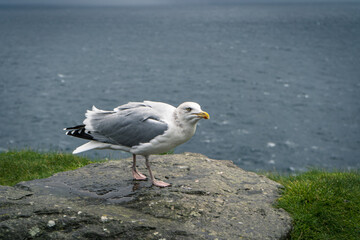 seagull on the beach