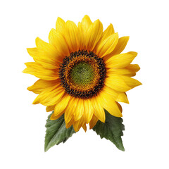 Close-up of a vibrant yellow sunflower with dark green leaves against a black background.  