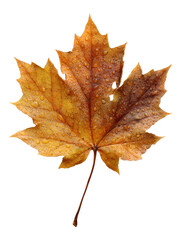 Obraz premium Close-up of a single, autumnal maple leaf. Water droplets cling to the vibrant orange-brown leaf. Sharp focus on leaf details