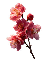 Close-up of delicate pink blossoms on a branch.  Soft, light pink petals, and hints of deeper pink/red centers, are clustered on a thin brown stem.  The image is isolated against a black background