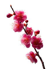Close-up of a delicate plum blossom branch.  Soft pink flowers cluster on thin brown branches against a black background