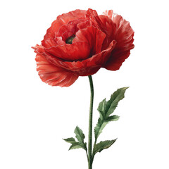 Detailed close-up of a vibrant red poppy.  Its large, full bloom displays
