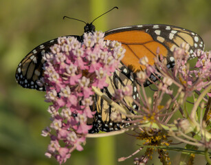 Monarch Butterfly Closeup Feeding on Milkweed Blossoms