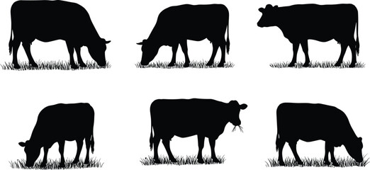 Silhouette vector illustration of grazing cows eating grass in various poses, black cattle livestock animal shapes collection for farm, dairy, ranch, and agriculture design