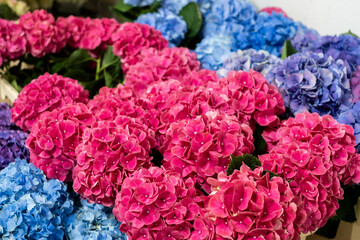 Colourful hydrangea flowers in vibrant shades of pink and blue, arranged beautifully, showcasing their lush petals and green foliage, perfect for floral design concepts