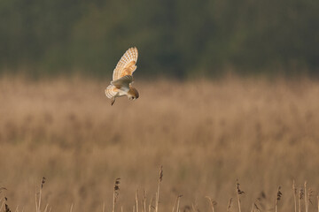 Barn Owl (Tyto alba) hunting over a reedbed of the Somerset Levels in Somerset, United Kingdom