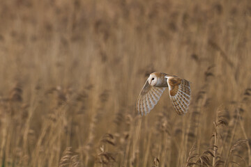 Barn Owl (Tyto alba) hunting over a reedbed of the Somerset Levels in Somerset, United Kingdom