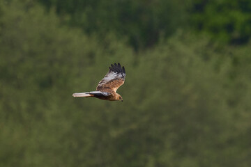 Marsh Harrier (Circus aeruginosus) hunting over a reedbed in the Somerset Levels in the United Kingdom