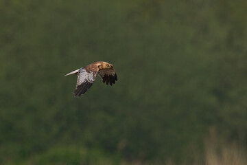 Marsh Harrier (Circus aeruginosus) hunting over a reedbed in the Somerset Levels in the United Kingdom