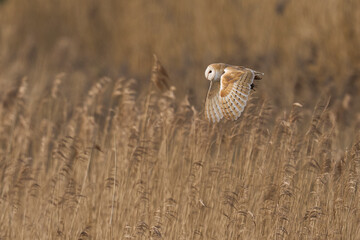 Barn Owl (Tyto alba) hunting over a reedbed of the Somerset Levels in Somerset, United Kingdom