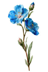 Detailed illustration of two vibrant blue flowers with delicate stems and leaves