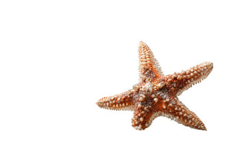 Close-up of a starfish (1)