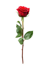 Single red rose, vibrant and isolated