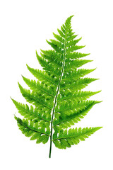 Vibrant green fern frond, detailed illustration