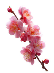 Close-up of a delicate pink blossom branch.  Soft pink flowers cluster on a thin stem.  Buds and blossoms are in focus against a black background