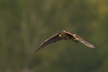 Bittern (Botaurus Stellaris) flying over the reedbeds of the Somerset Levels in Somerset, United Kingdom.