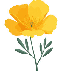 Vibrant single, bright yellow California poppy