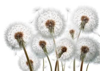 Close-up of multiple dandelion seed heads