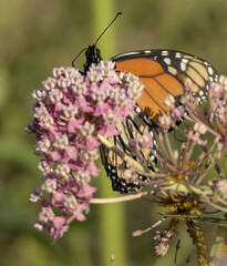 Monarch Butterfly Feeding with Pink Milkweed Detail