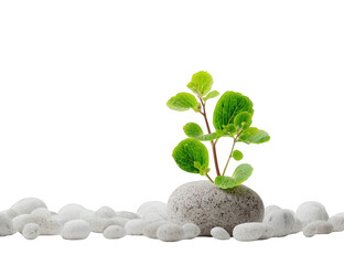 Small plant on a rock, surrounded by pebbles