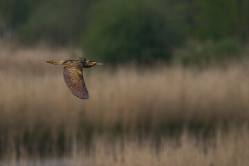 Bittern (Botaurus Stellaris) flying over the reedbeds of the Somerset Levels in Somerset, United Kingdom.