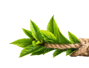 Fresh green leaves bound with natural rope